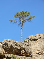 Korsika Baum Restonica Tal